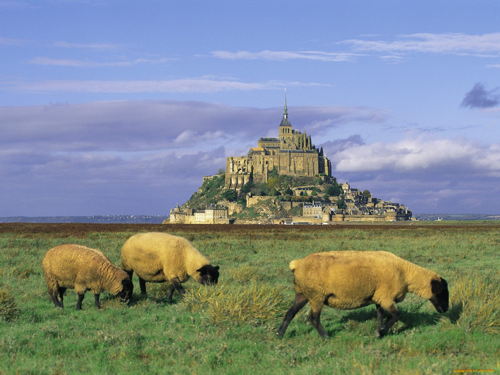 sheep, mont, saint, michel, normandy, france, , , 
